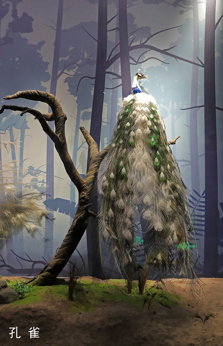 探索自然奥秘——观陕西自然博物馆