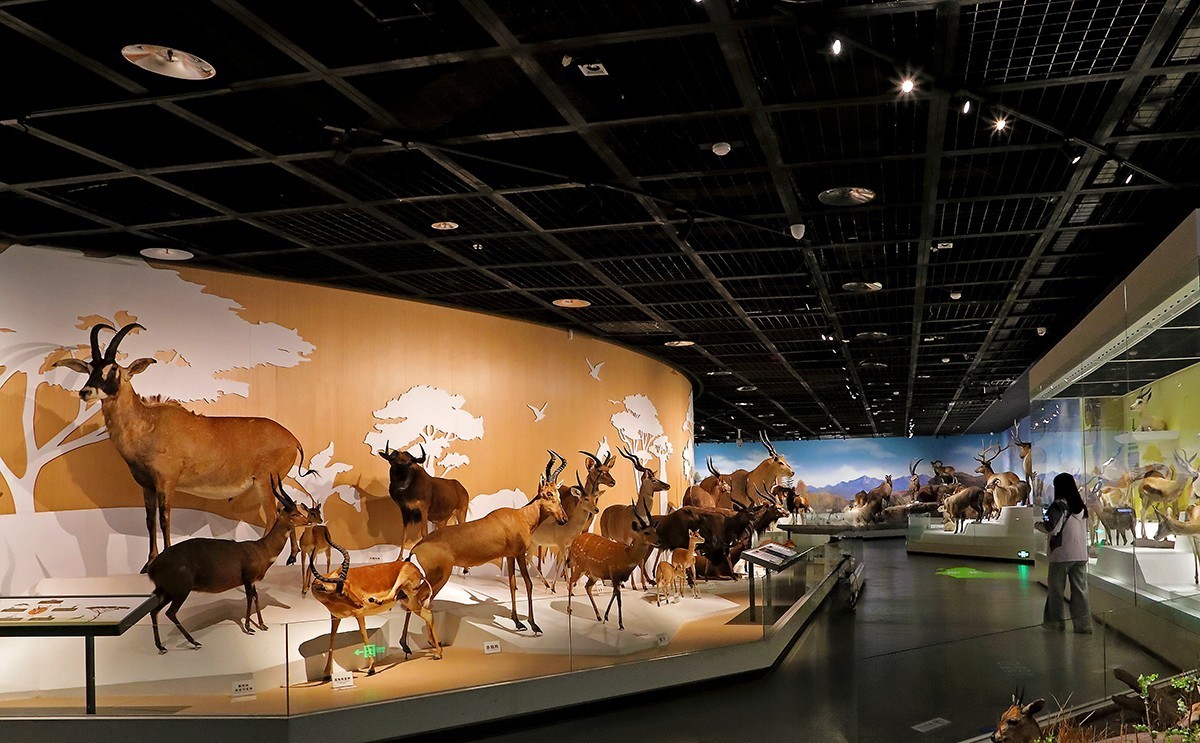 探索自然奥秘——观陕西自然博物馆