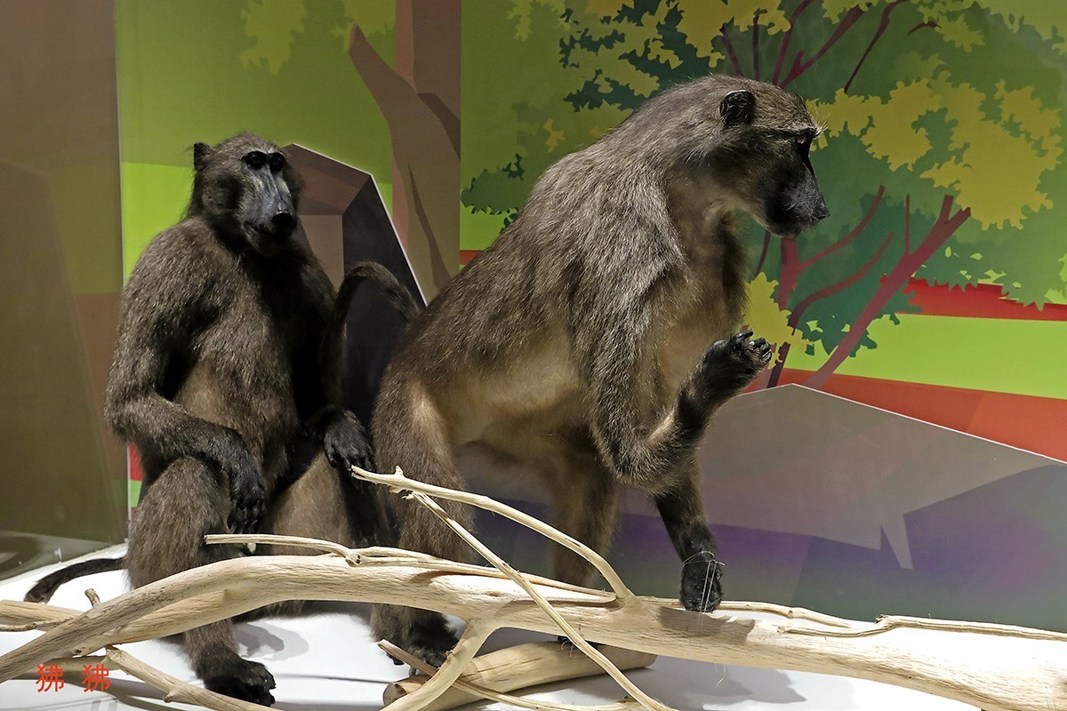 探索自然奥秘——观陕西自然博物馆