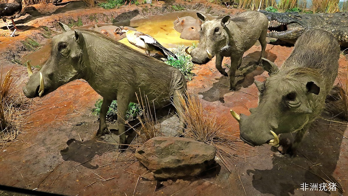 探索自然奥秘——观陕西自然博物馆