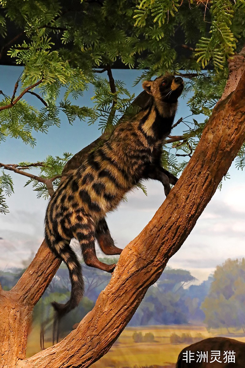 探索自然奥秘——观陕西自然博物馆