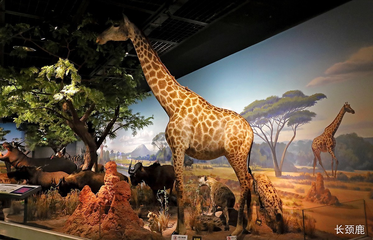 探索自然奥秘——观陕西自然博物馆