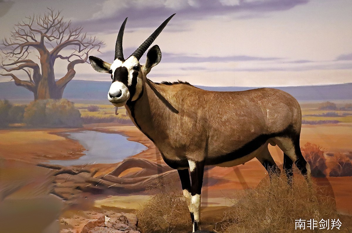 探索自然奥秘——观陕西自然博物馆