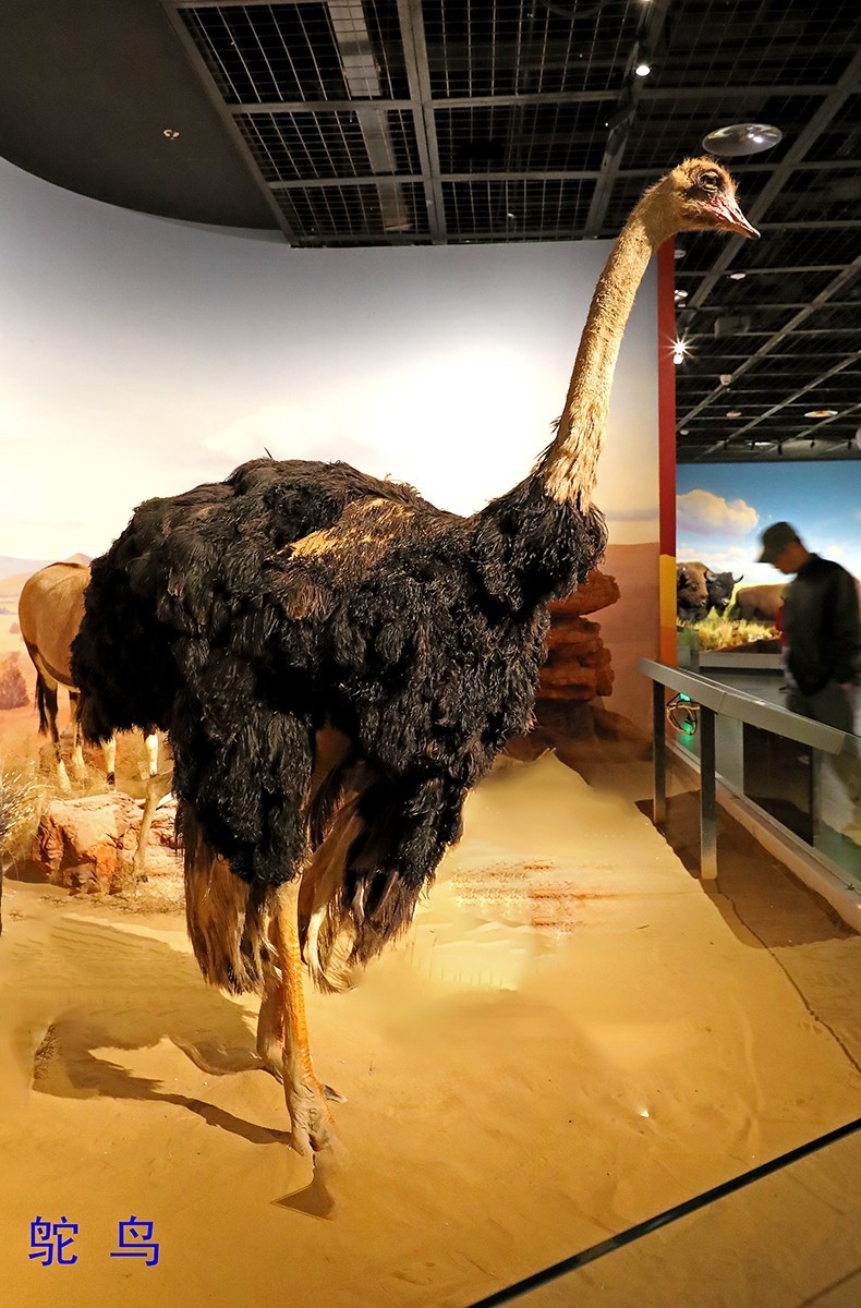 探索自然奥秘——观陕西自然博物馆