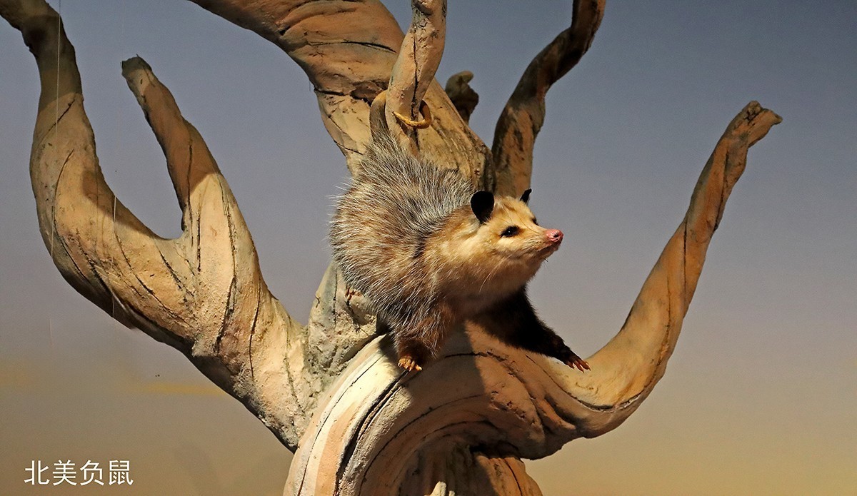 探索自然奥秘——观陕西自然博物馆