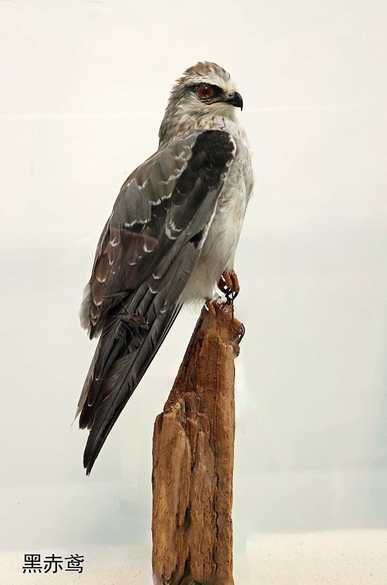 探索自然奥秘——观陕西自然博物馆