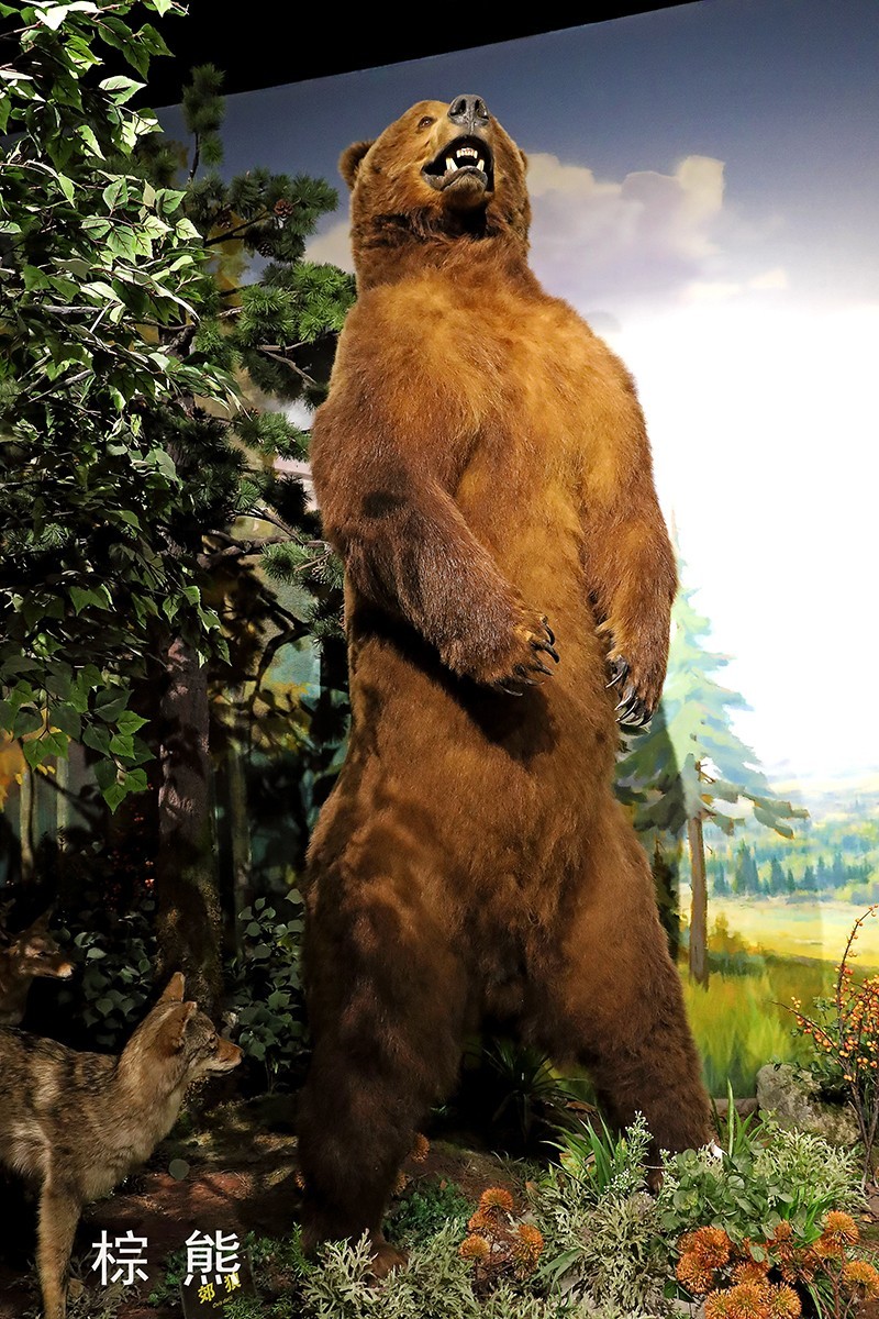 探索自然奥秘——观陕西自然博物馆