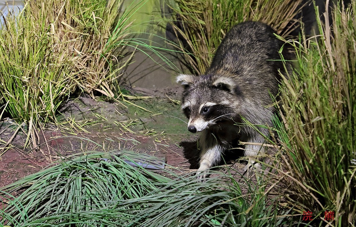 探索自然奥秘——观陕西自然博物馆