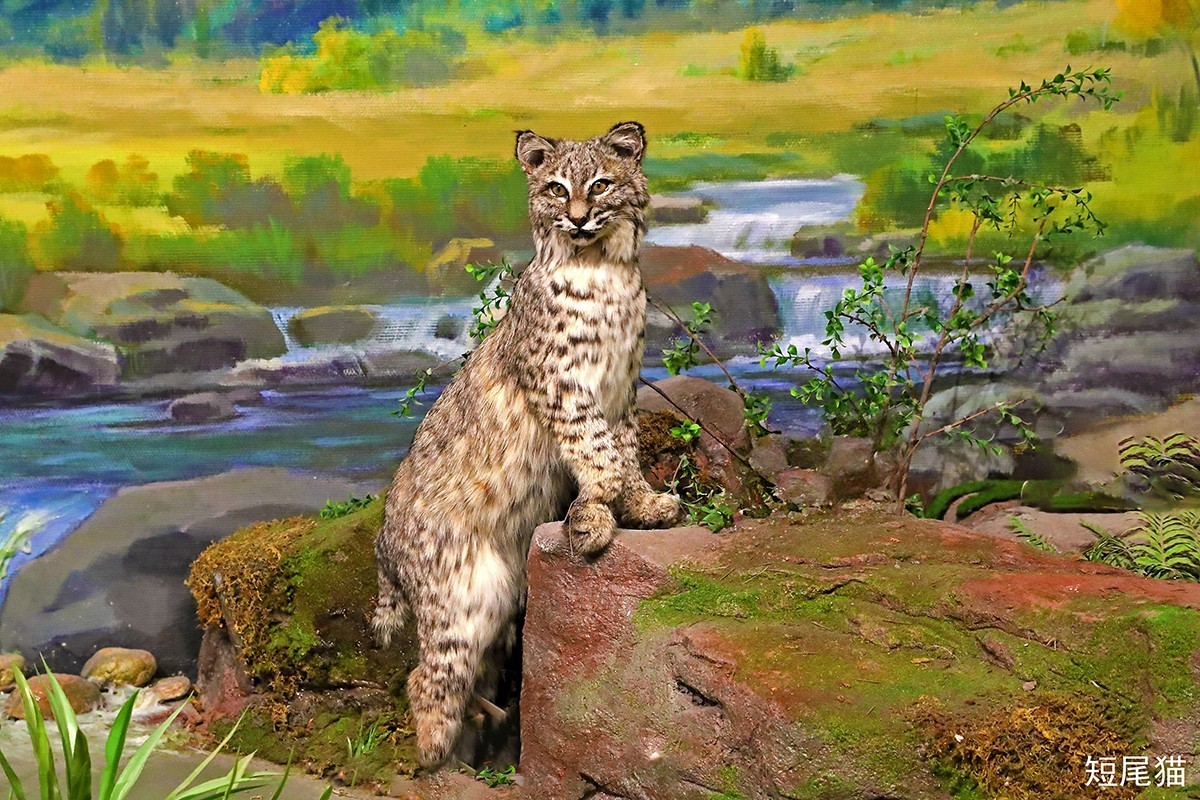 探索自然奥秘——观陕西自然博物馆