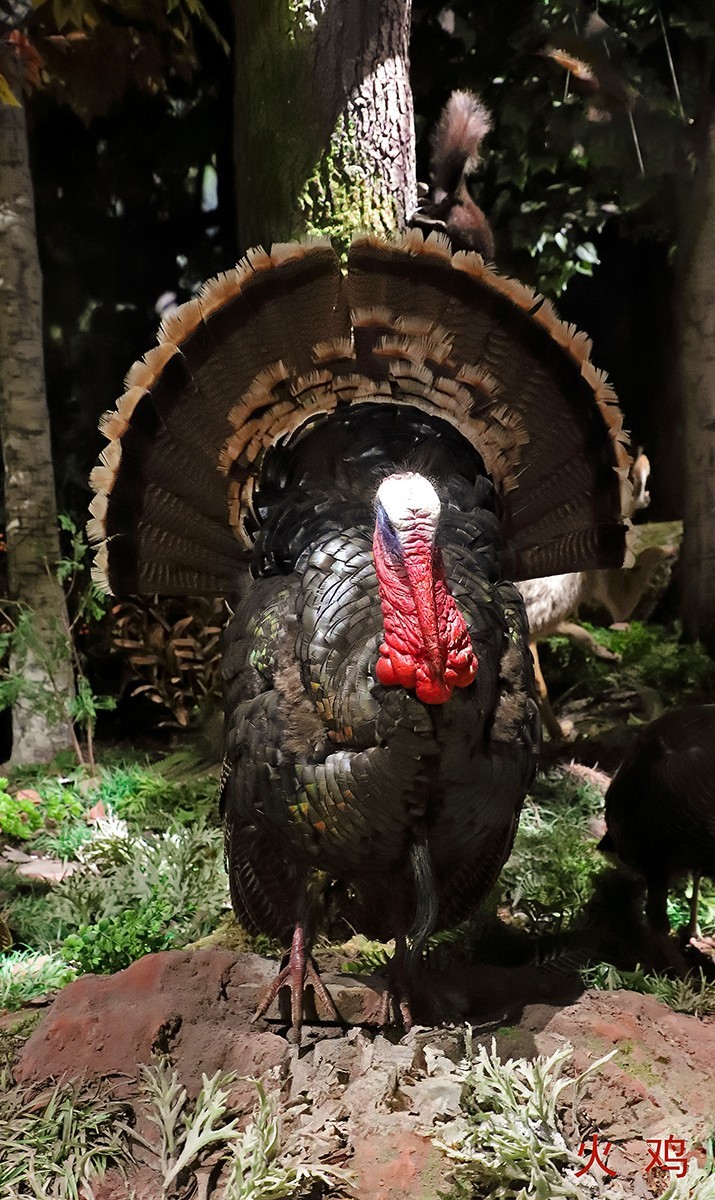 探索自然奥秘——观陕西自然博物馆