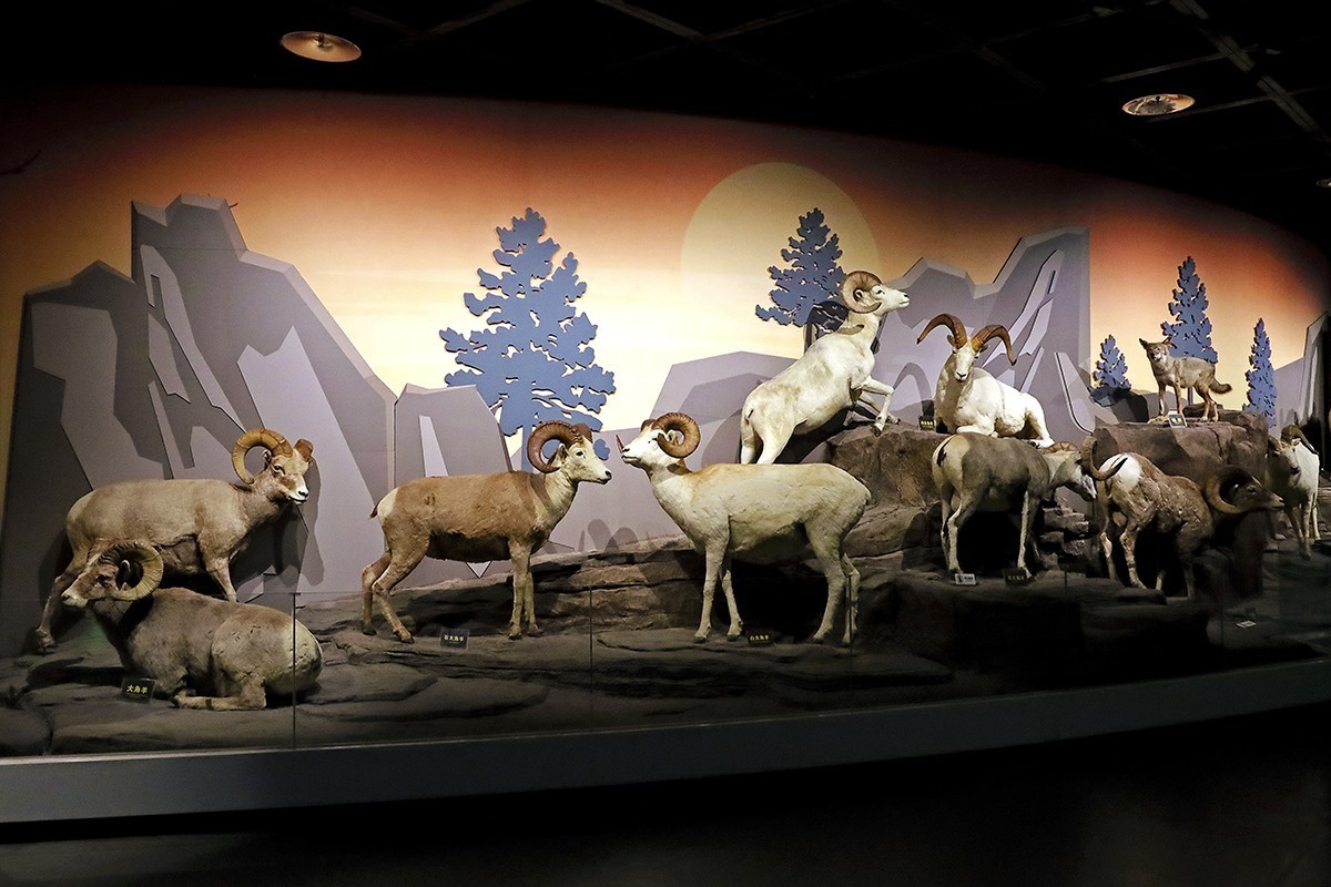 探索自然奥秘——观陕西自然博物馆