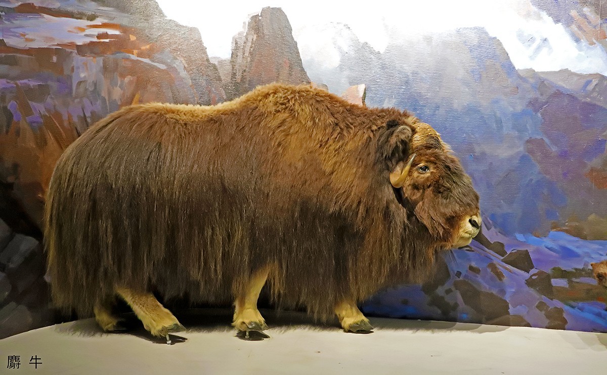 探索自然奥秘——观陕西自然博物馆