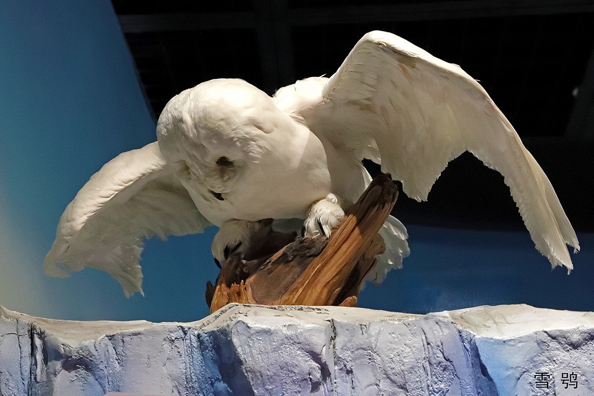 探索自然奥秘——观陕西自然博物馆