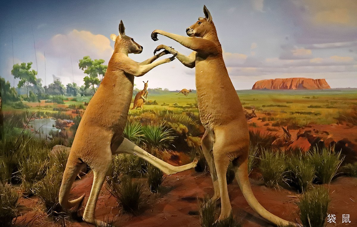 探索自然奥秘——观陕西自然博物馆