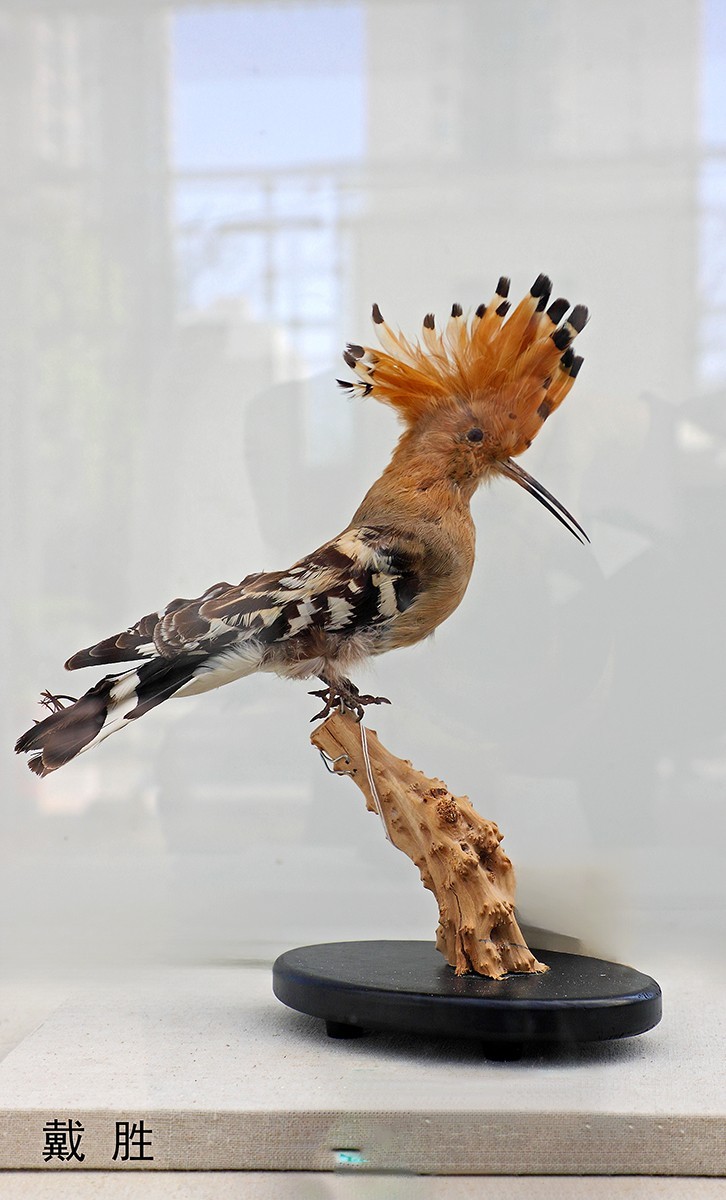 探索自然奥秘——观陕西自然博物馆