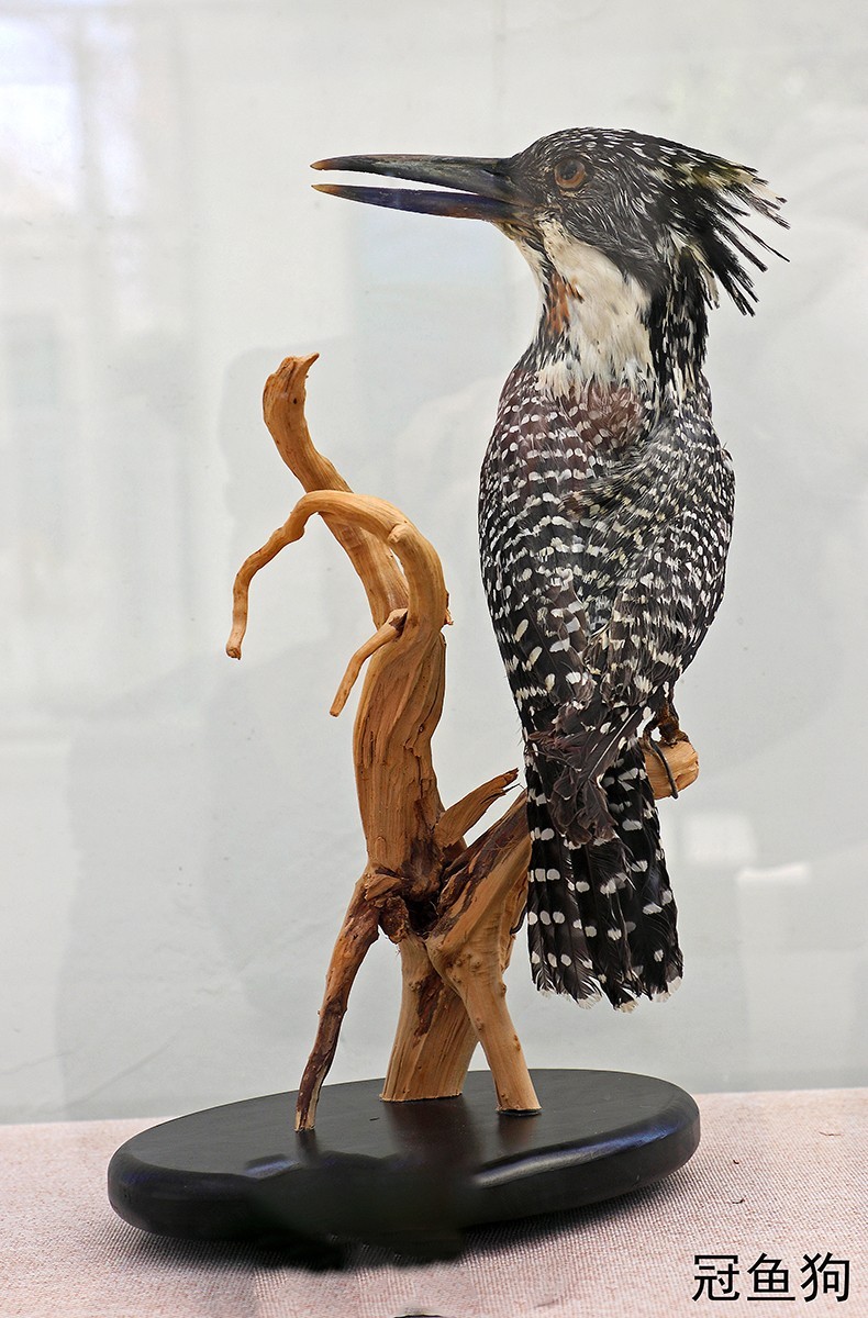 探索自然奥秘——观陕西自然博物馆