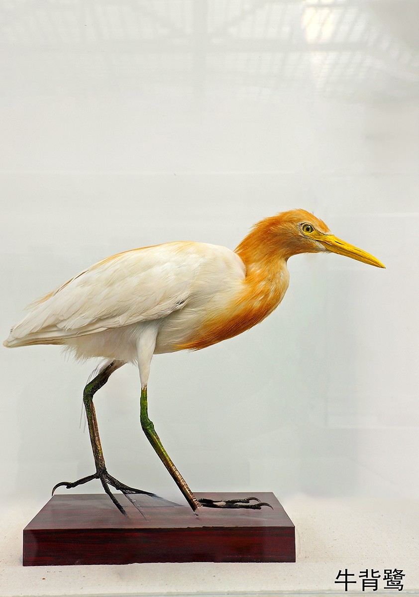 探索自然奥秘——观陕西自然博物馆