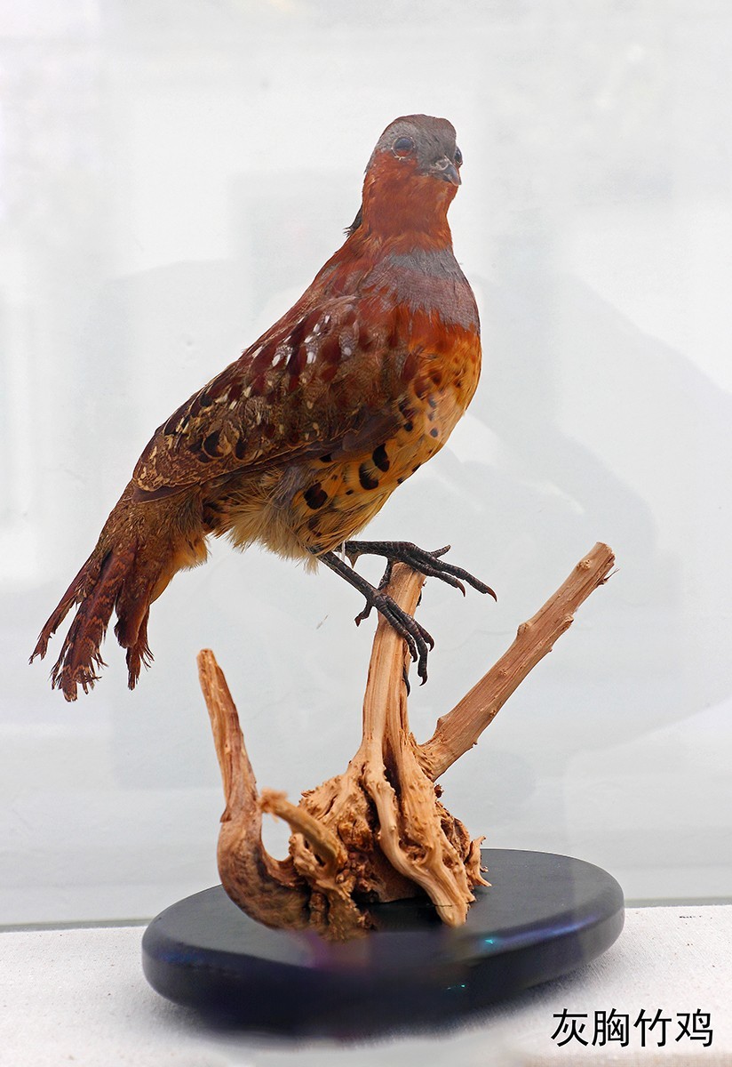 探索自然奥秘——观陕西自然博物馆