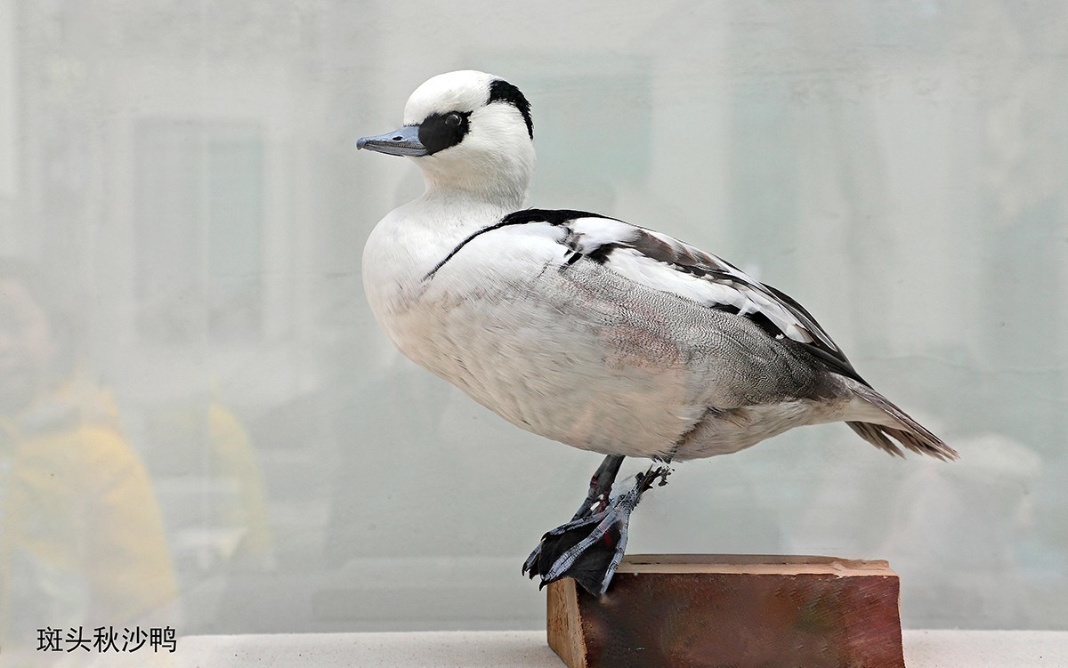 探索自然奥秘——观陕西自然博物馆