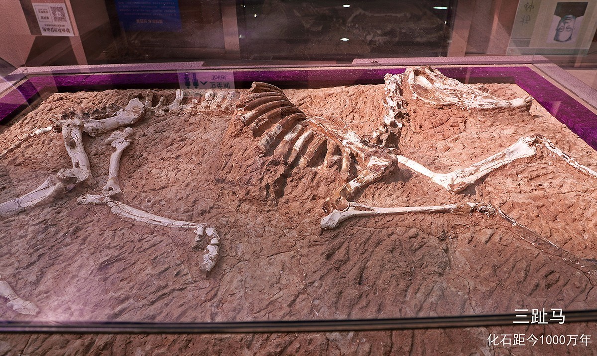 探索自然奥秘——观陕西自然博物馆