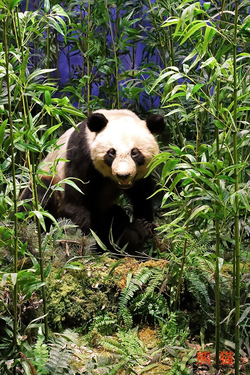 探索自然奥秘——观陕西自然博物馆