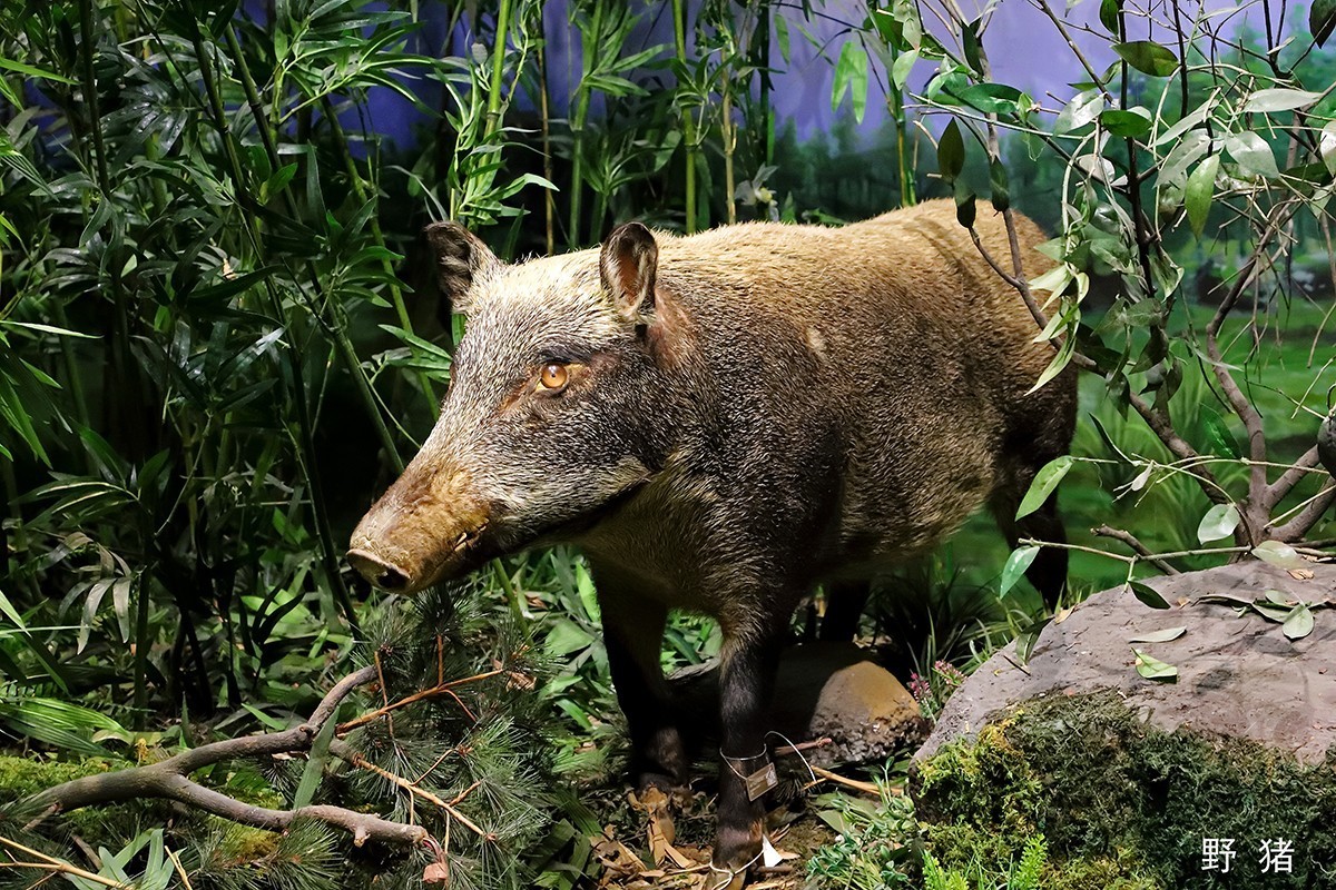 探索自然奥秘——观陕西自然博物馆