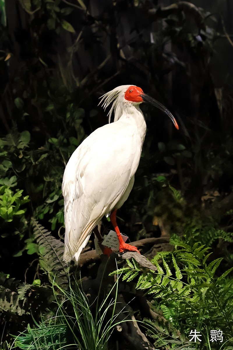 探索自然奥秘——观陕西自然博物馆