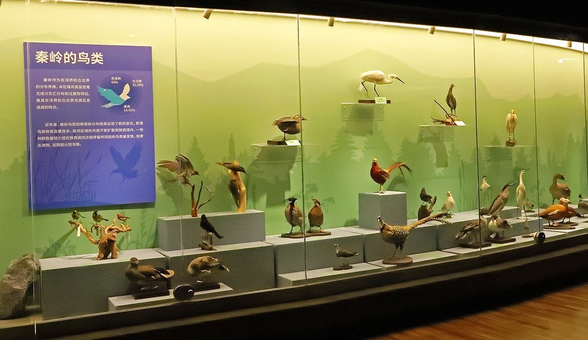探索自然奥秘——观陕西自然博物馆
