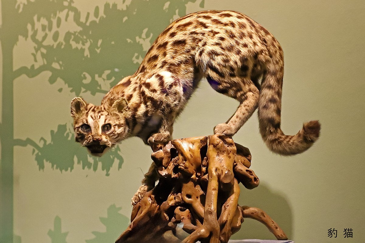 探索自然奥秘——观陕西自然博物馆