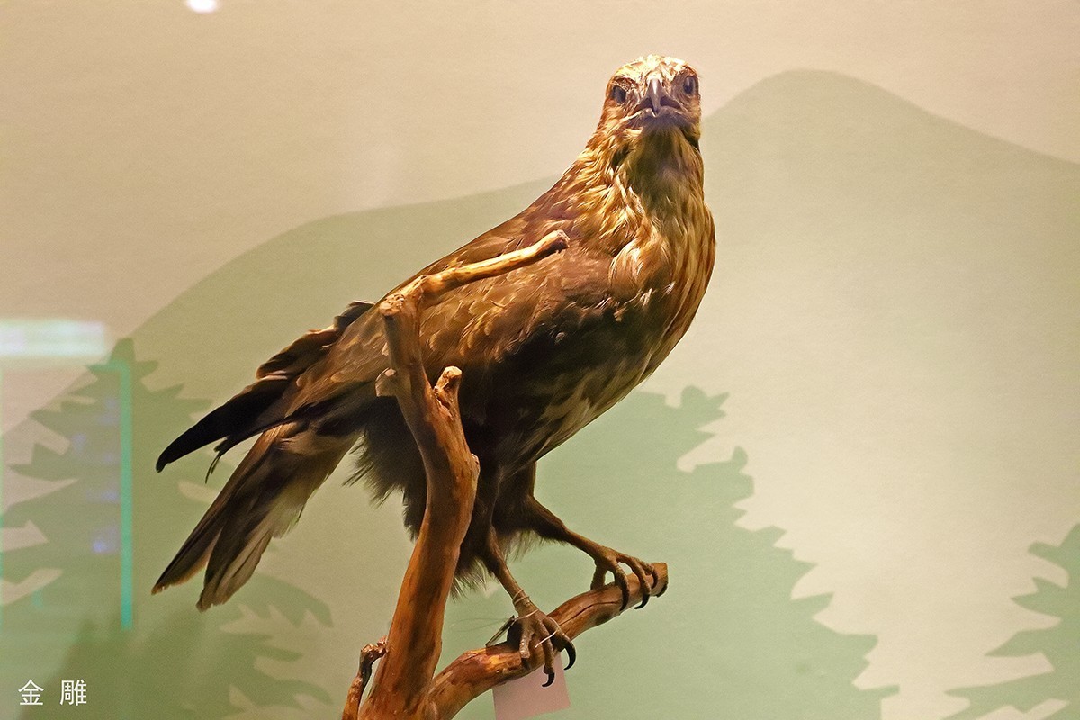 探索自然奥秘——观陕西自然博物馆