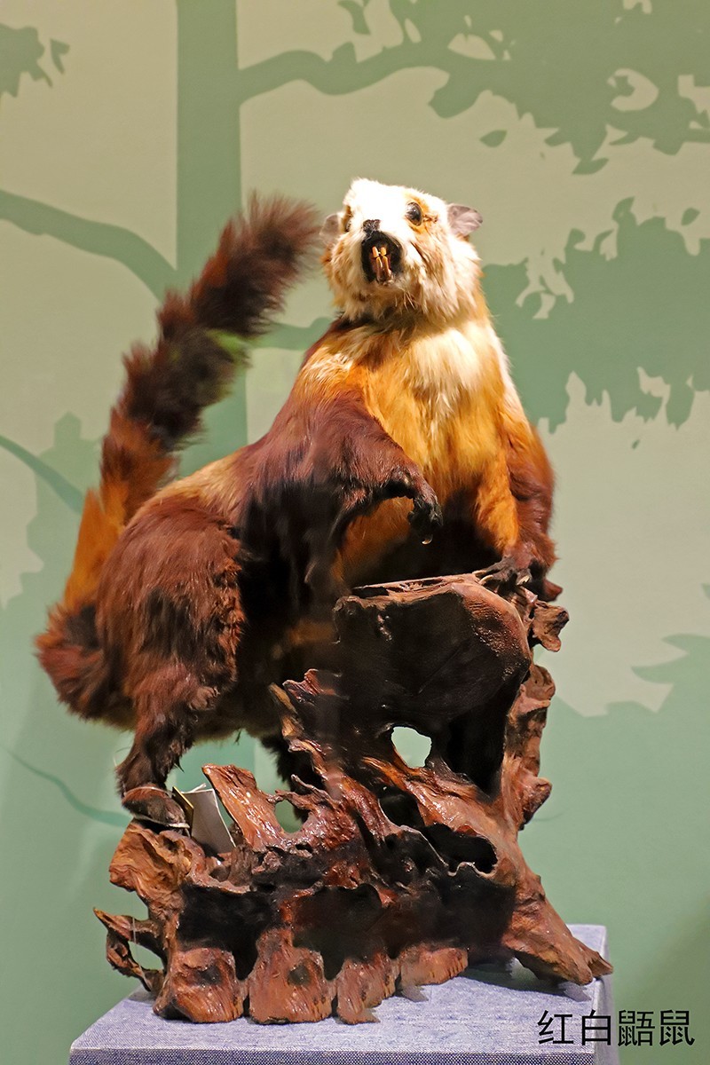 探索自然奥秘——观陕西自然博物馆