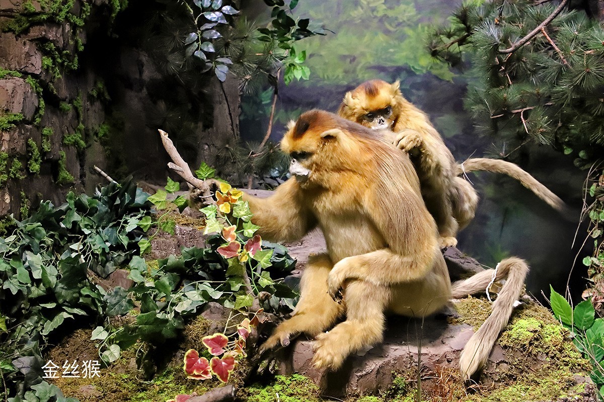 探索自然奥秘——观陕西自然博物馆