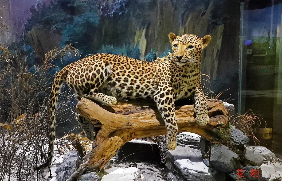 探索自然奥秘——观陕西自然博物馆