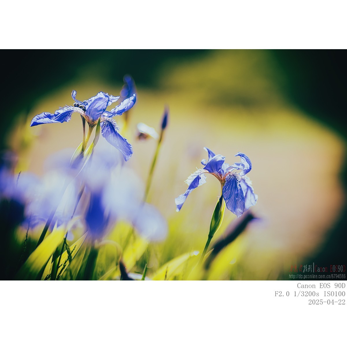 250422 鸢尾