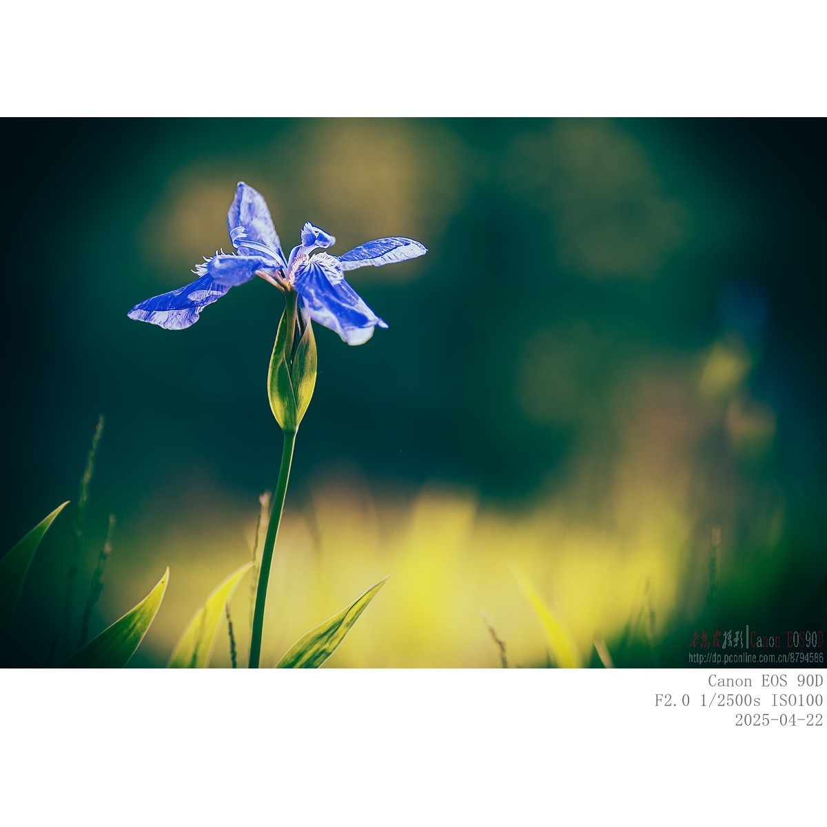 250422 鸢尾