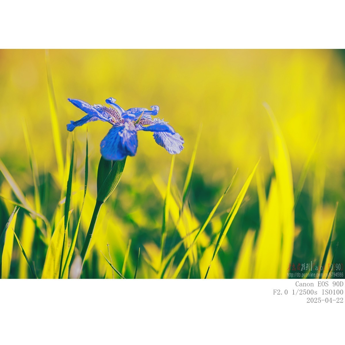 250422 鸢尾