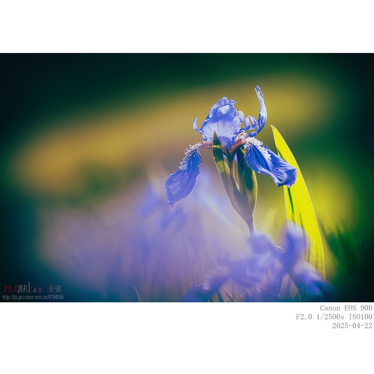 250422 鸢尾
