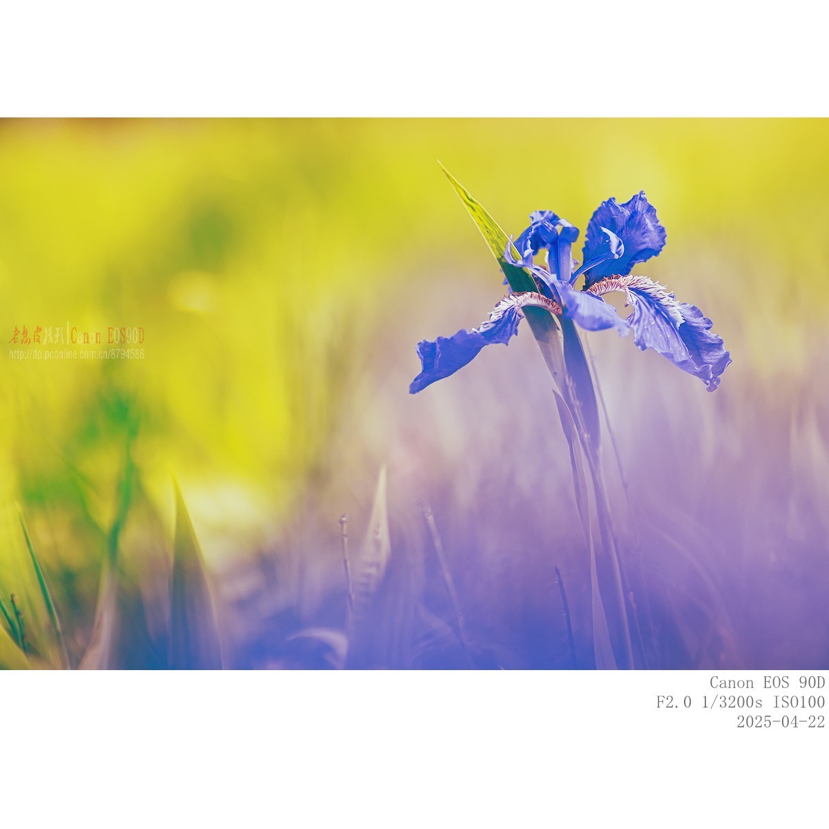 250422 鸢尾