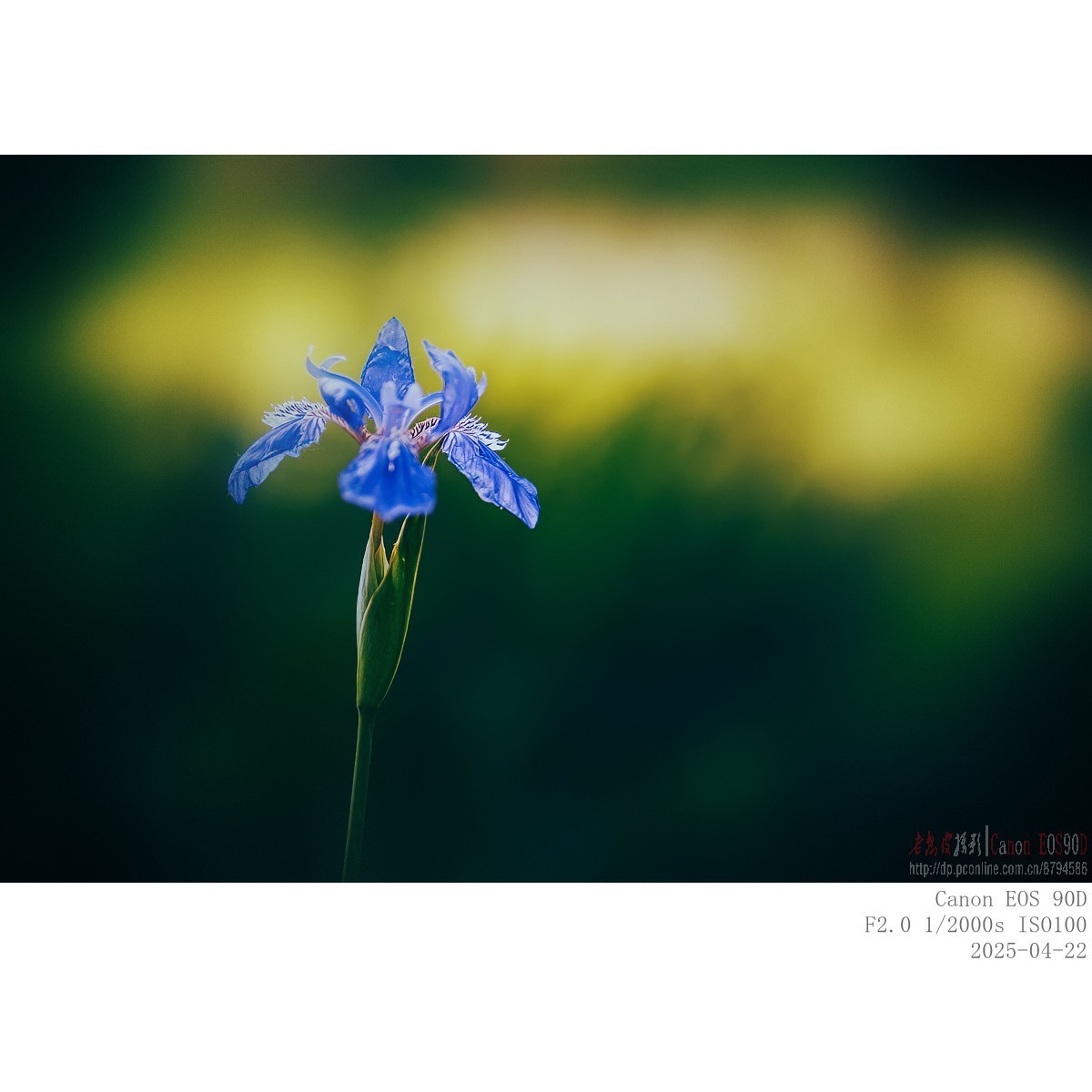 250422 鸢尾