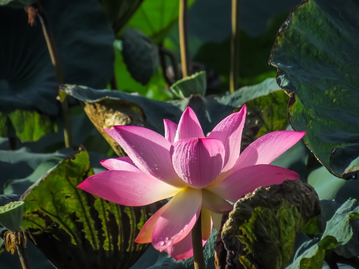 荷花