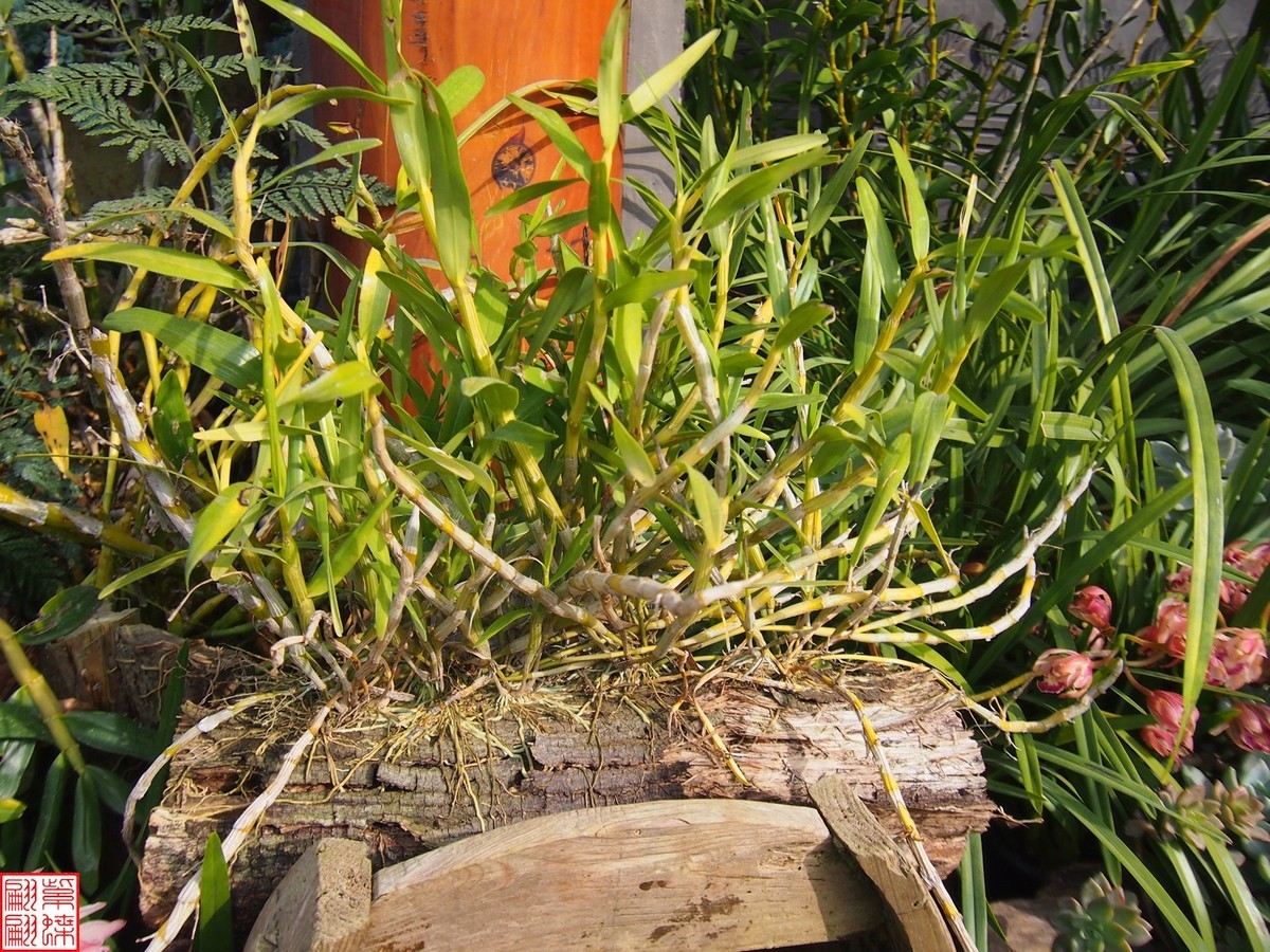 2023.12.21仙草秘境(9）