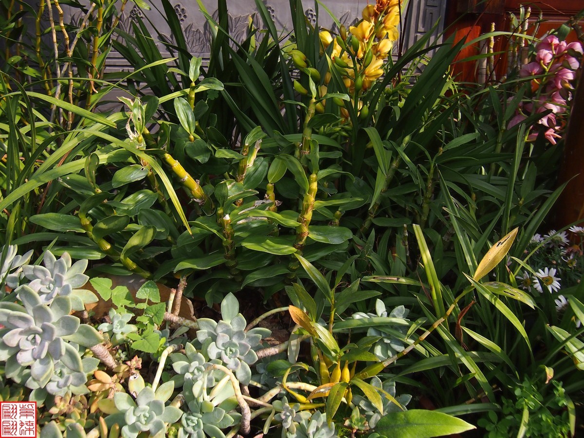 2023.12.21仙草秘境(9）