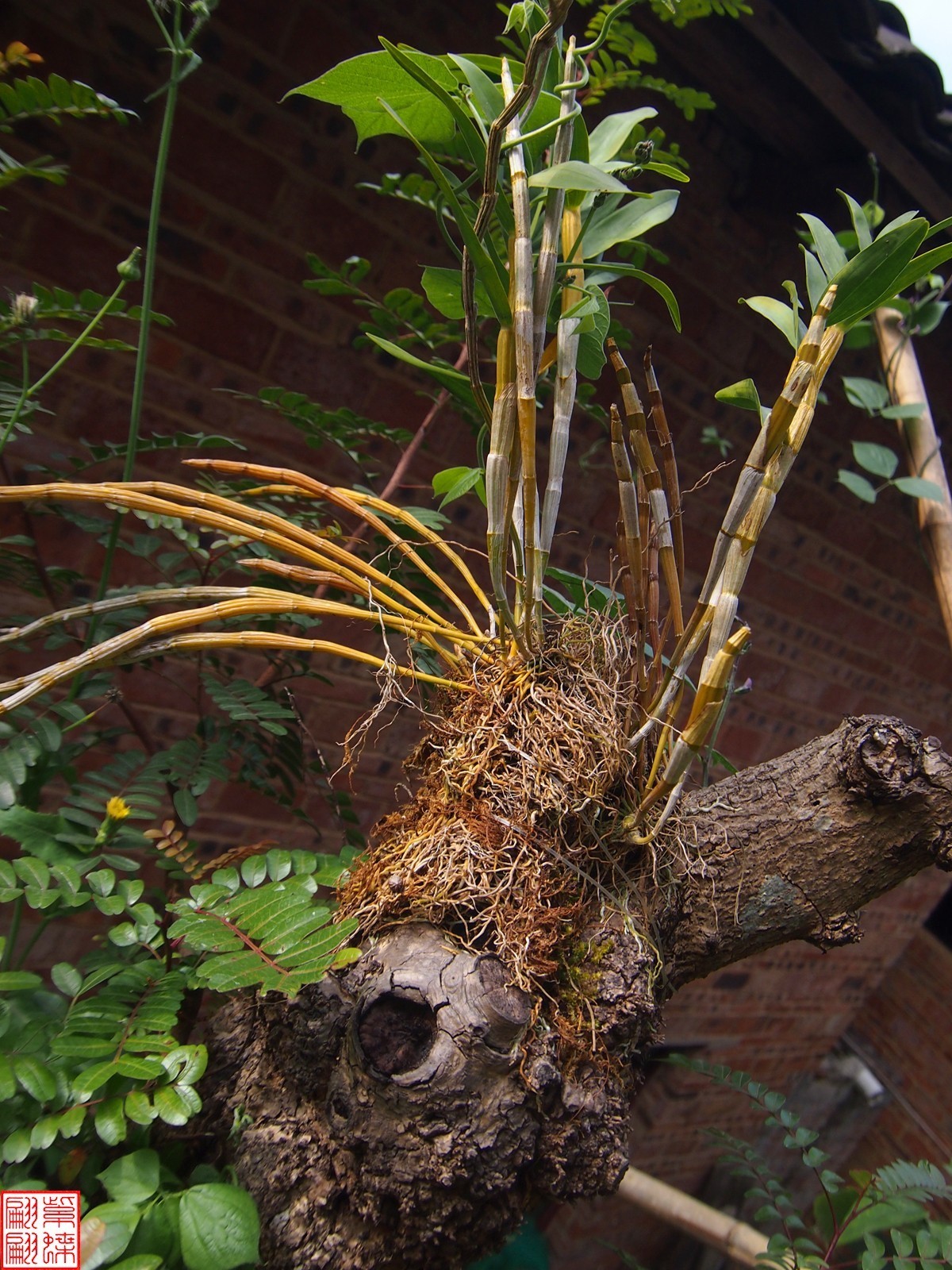 2023.12.21仙草秘境(9）