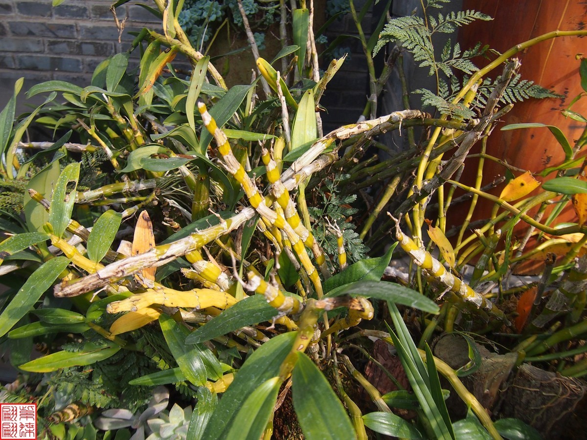 2023.12.21仙草秘境(9）