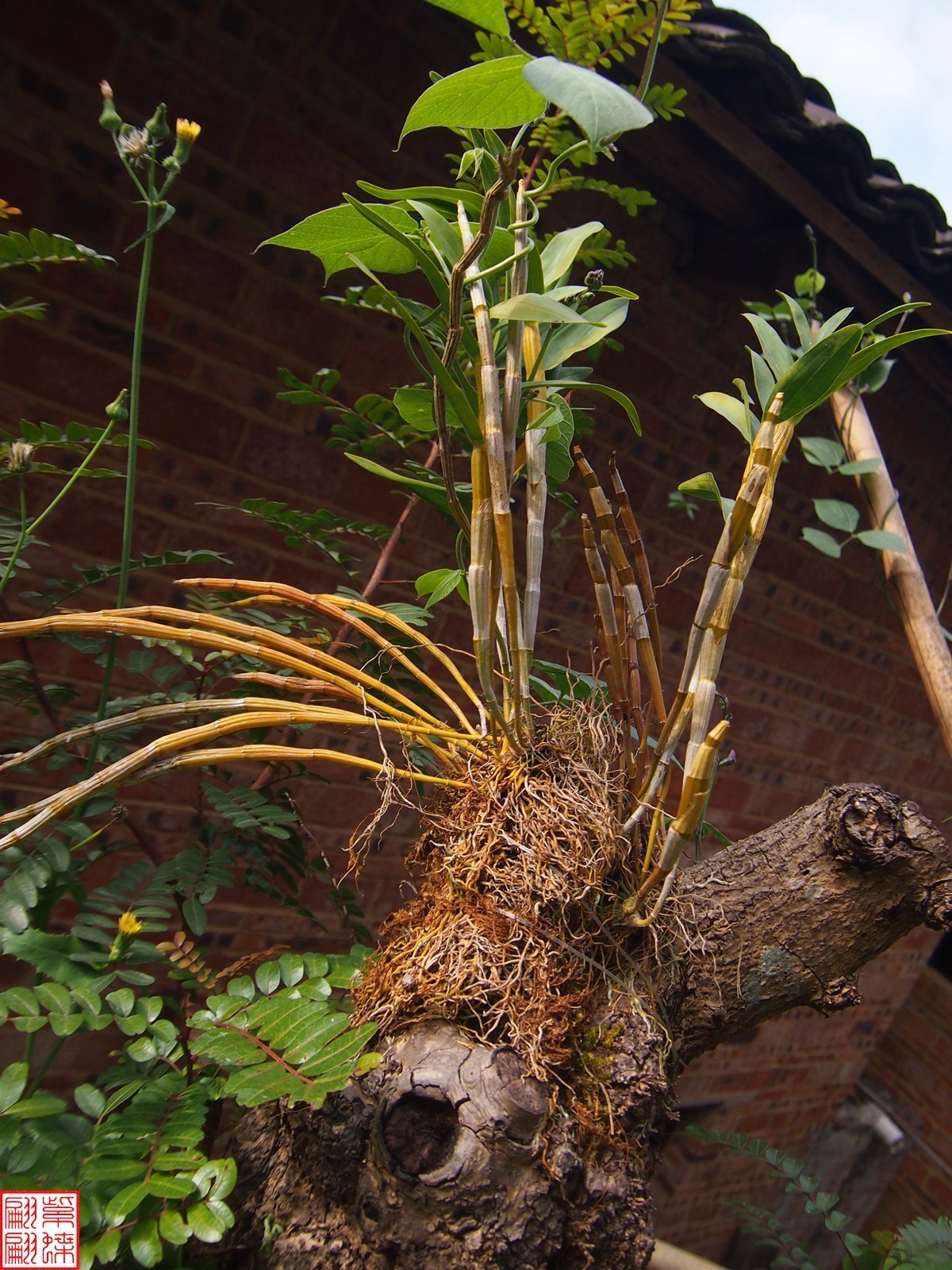 2023.12.21仙草秘境(9）