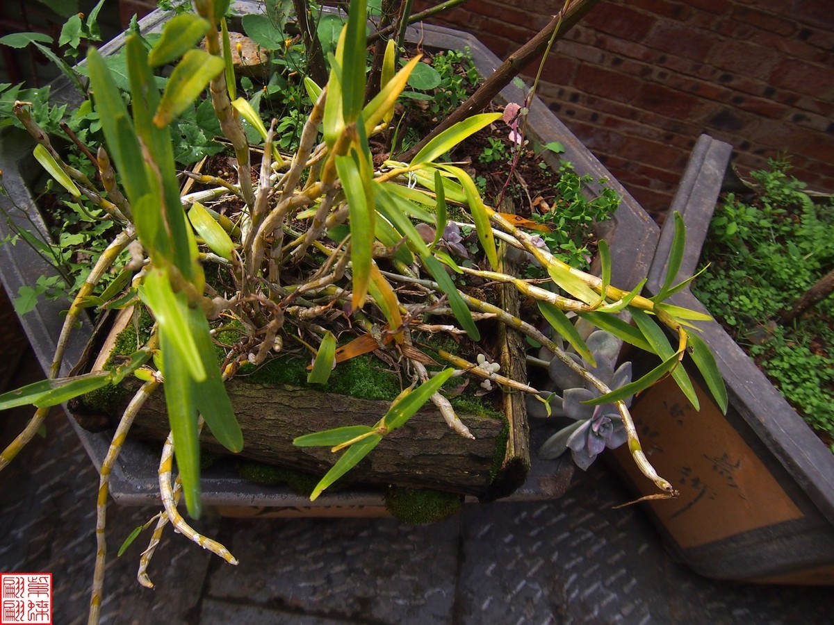 2023.12.21仙草秘境(9）