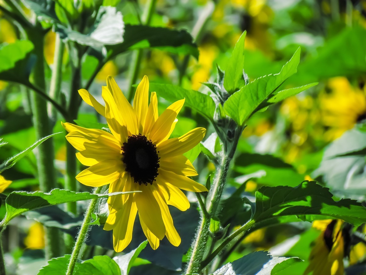 向日葵