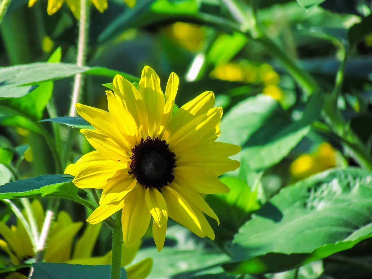 向日葵