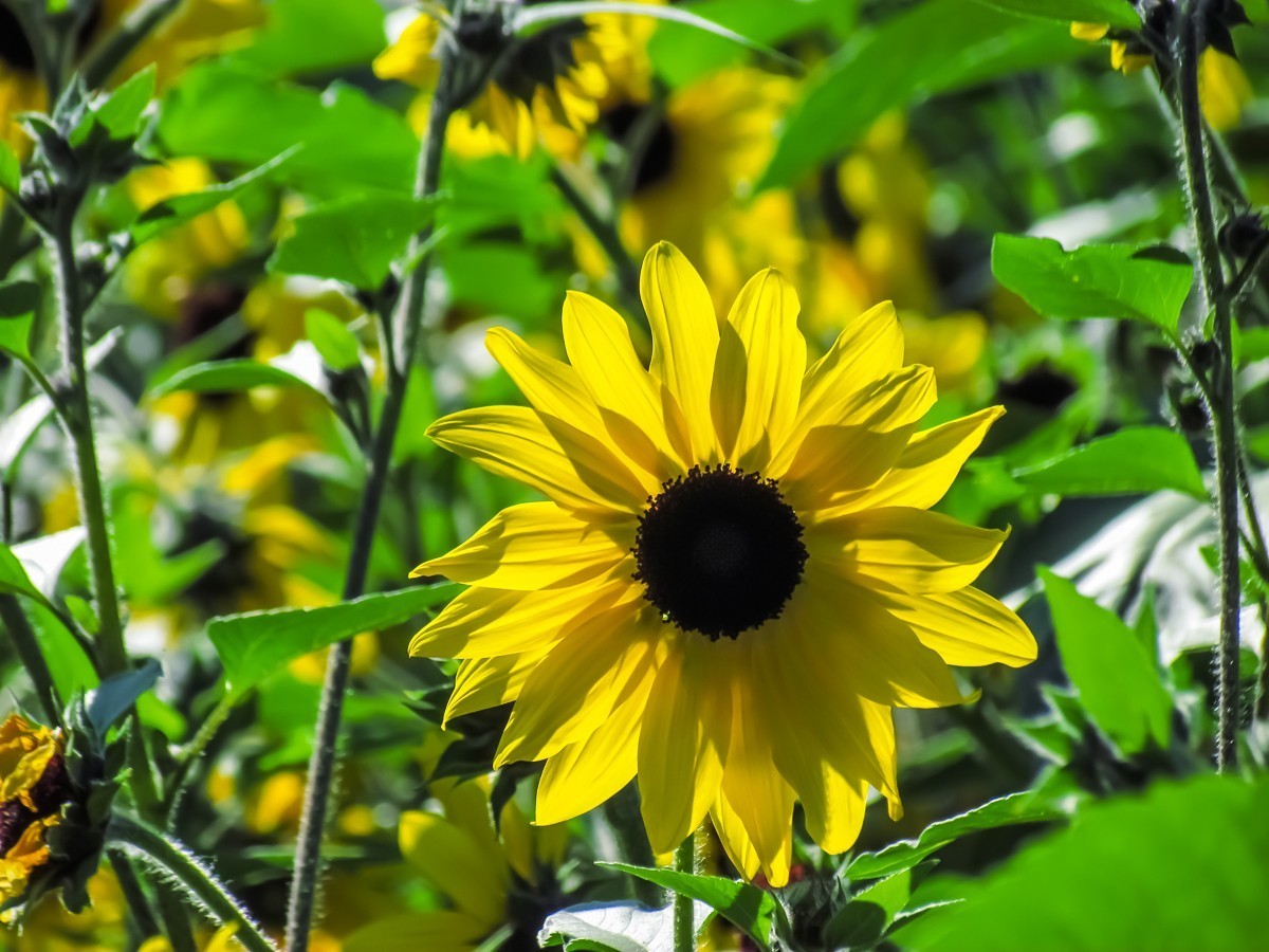 向日葵