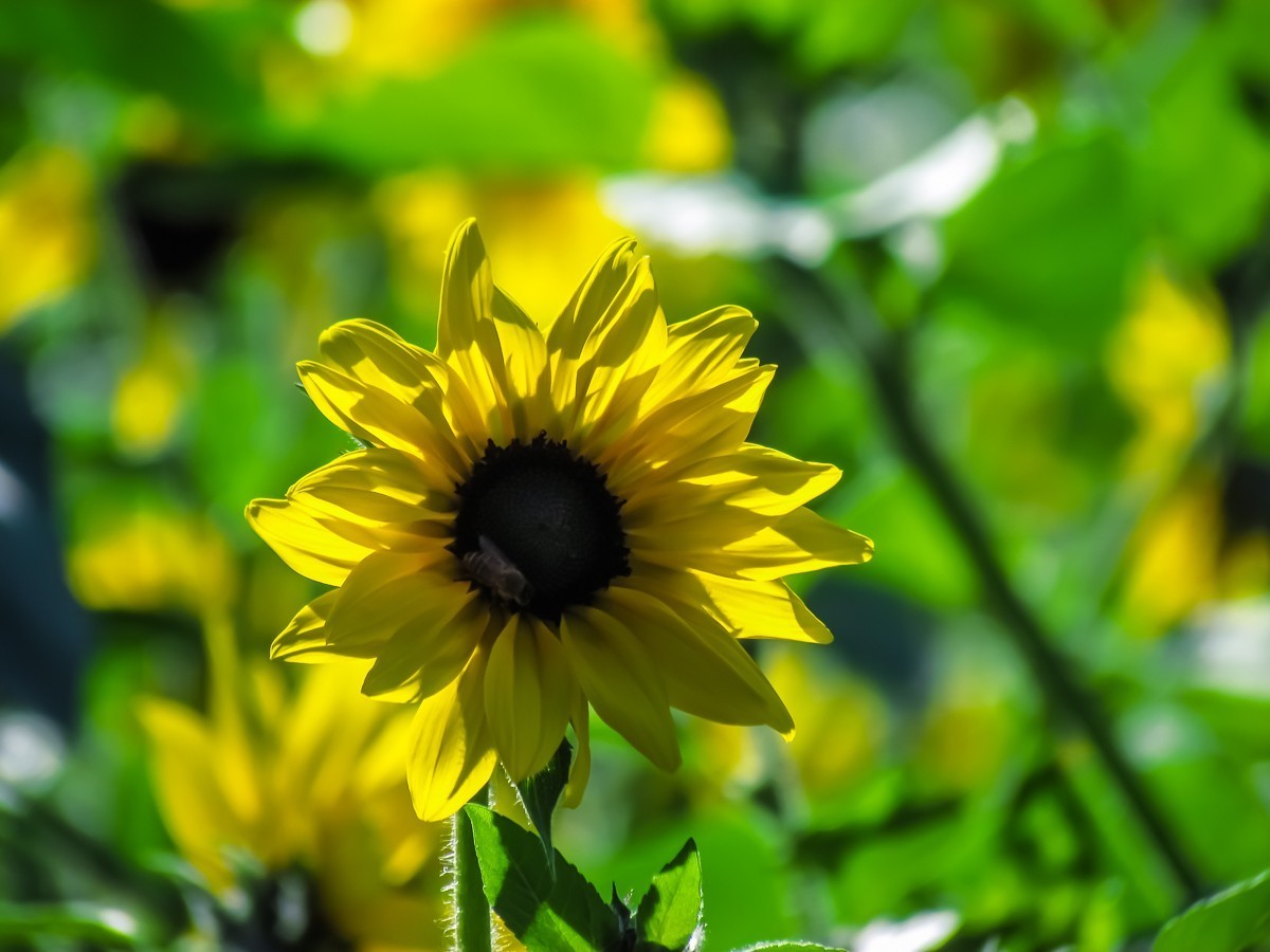 向日葵